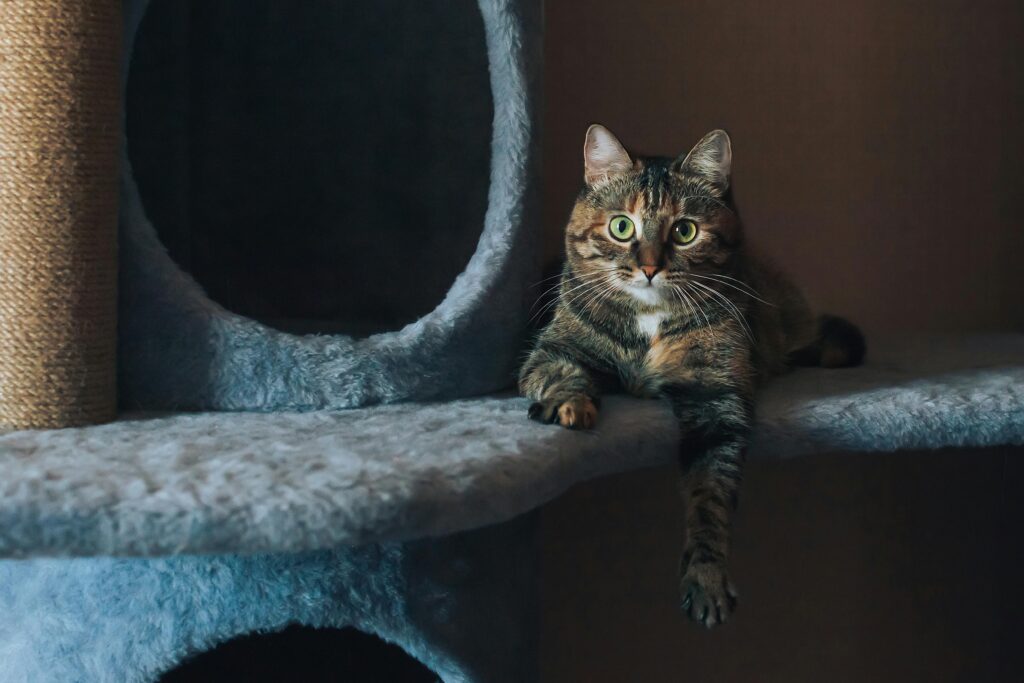 Avis arbre à chat : comparatif et analyse