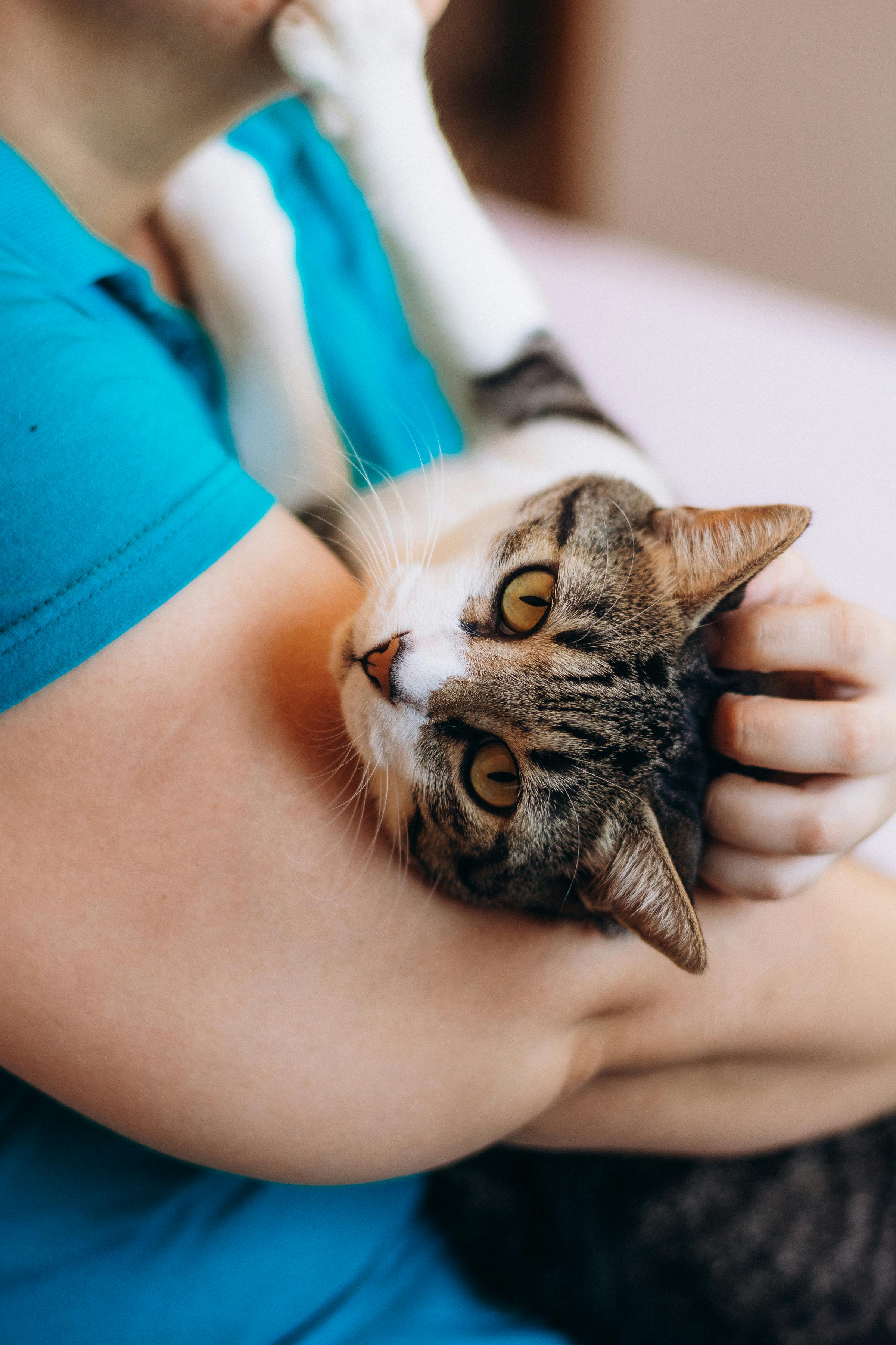 Sophie Martin — fondatrice Meilleur Accessoire Chat