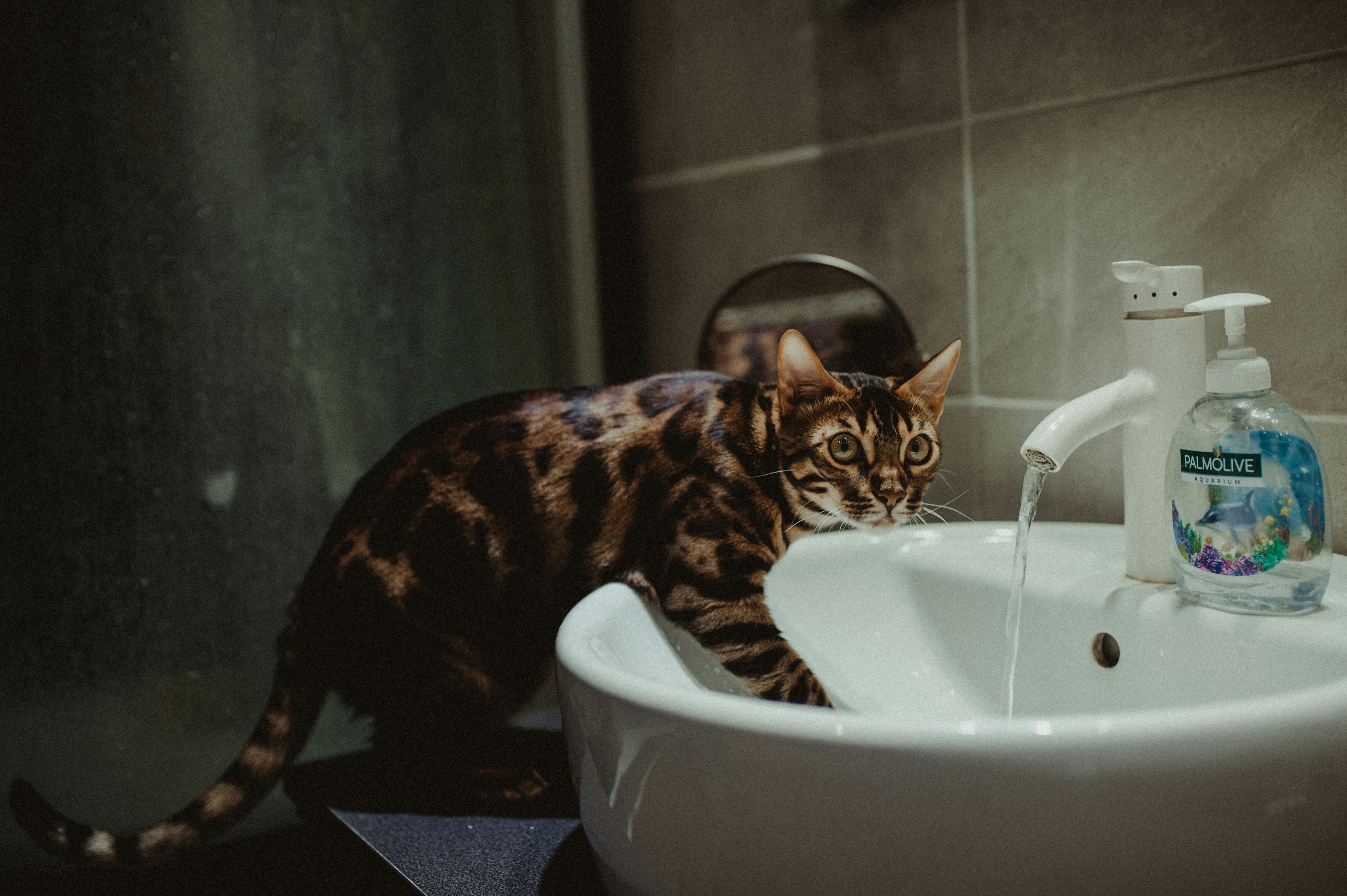 fontaine à eau pour chat horizontale
