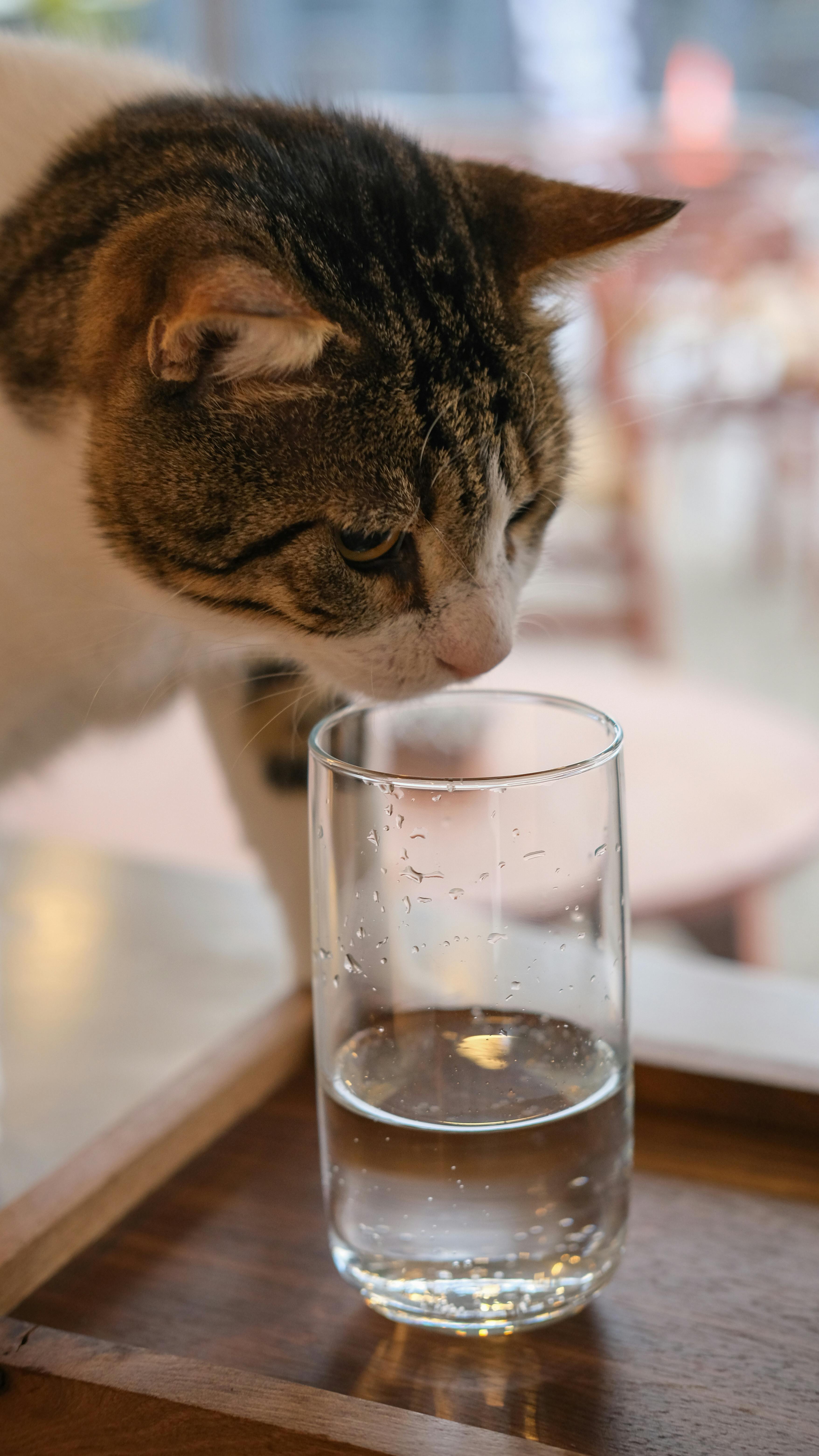 Catit Senses 2.0