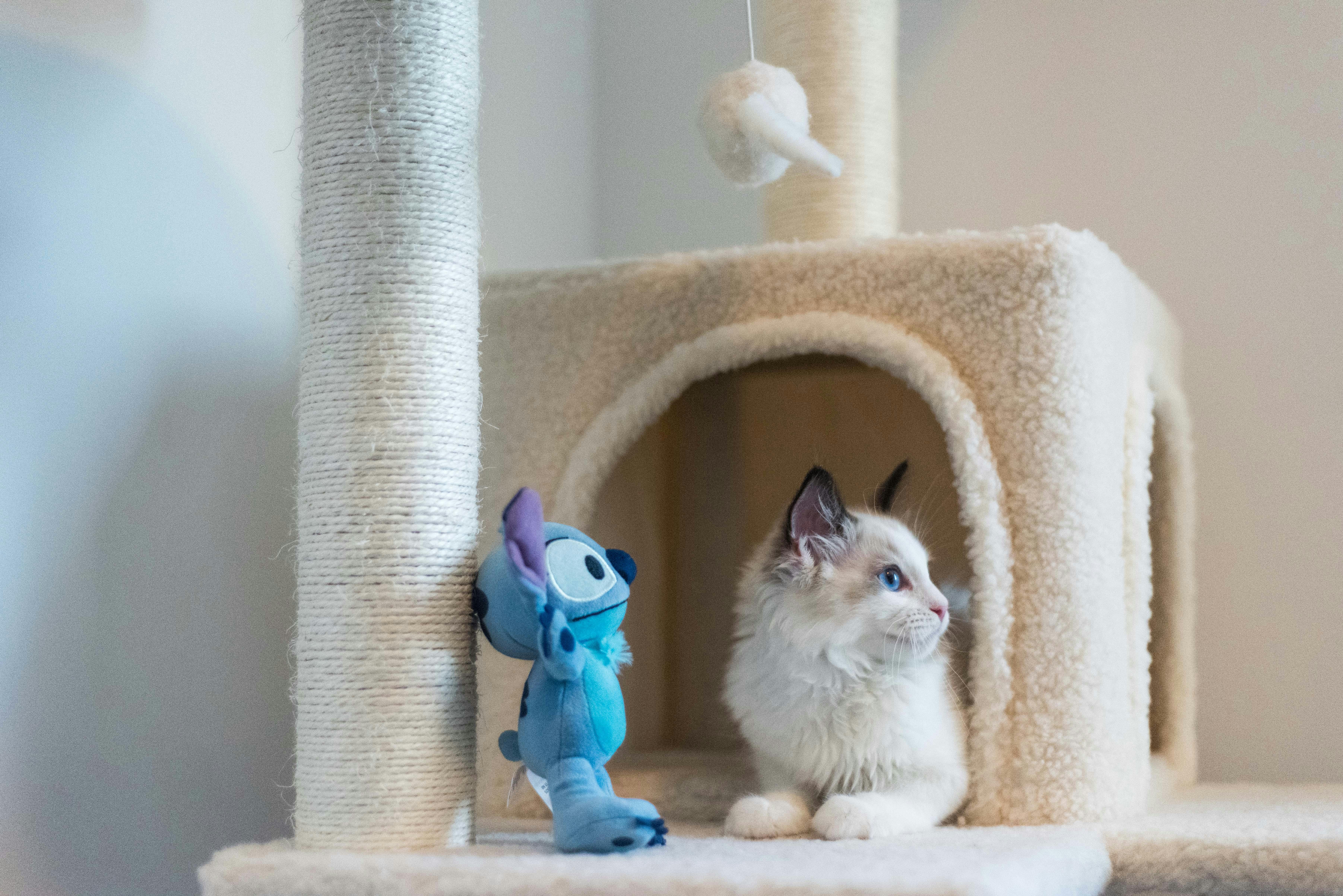 Trixie Grattoir Carton